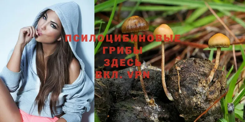 Галлюциногенные грибы Psilocybine cubensis  купить   Кунгур 